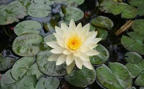 lotus