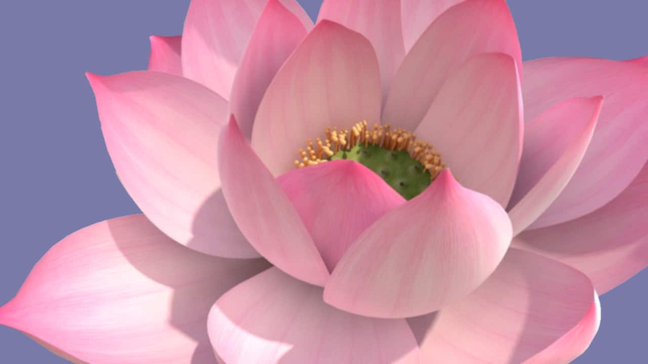 lotus-03