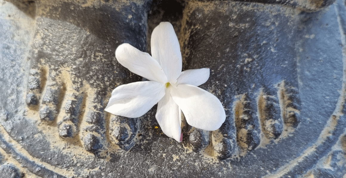 boudha-pied-jasmin-02