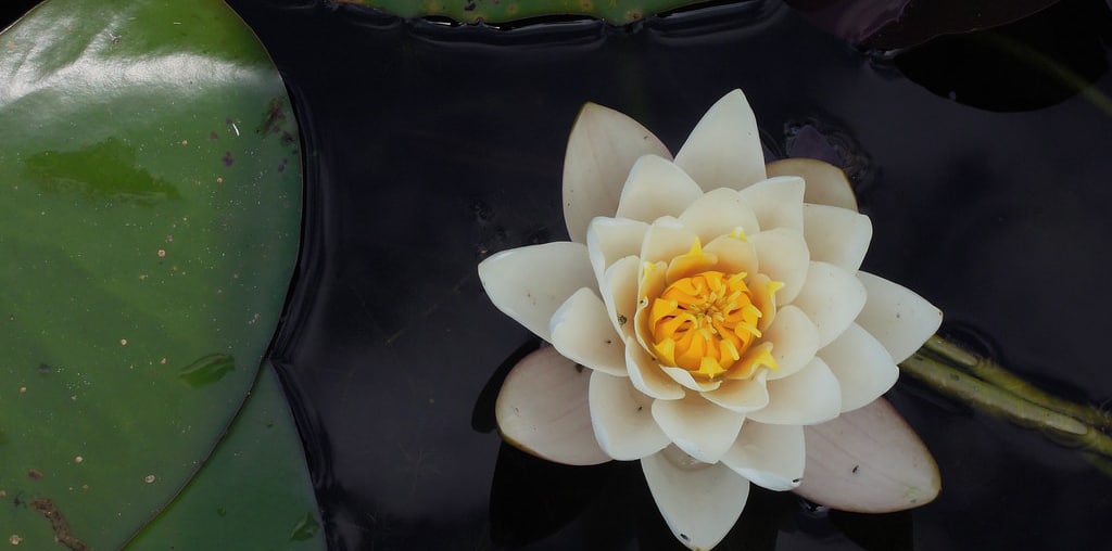 lotus